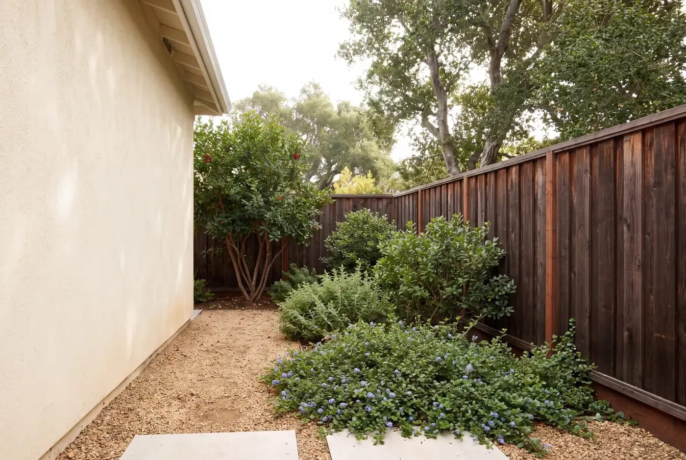 A layered native planting buffer between an ADU wall and a redwood fence with toyon, coffeeberry, and ceanothus groundcover