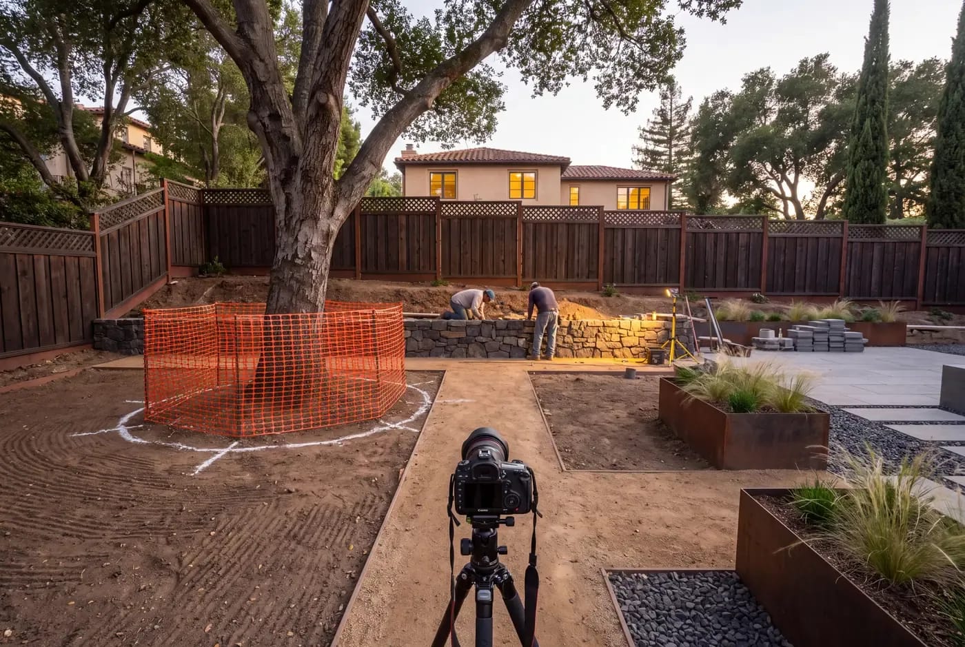 Orange construction fencing encloses a mature coast live oak's dripline during a Los Gatos backyard remodel