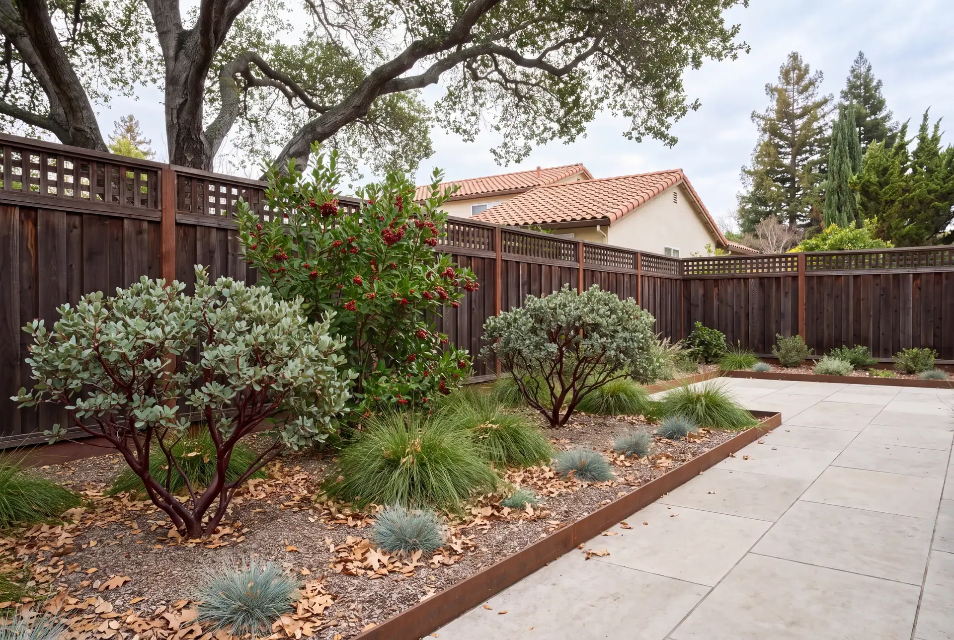 Layered California native garden planting under mature coast live oak showing sculptural manzanita, flowering toyon, and mounding deergrass