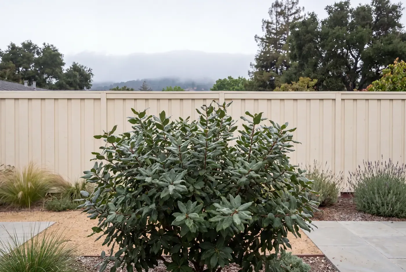 A coffeeberry shrub with fog-beaded leaves in a Peninsula backyard, low marine layer behind a cream fence